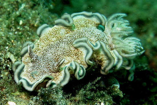  Glossodoris hikuerensis (Sea Slug)